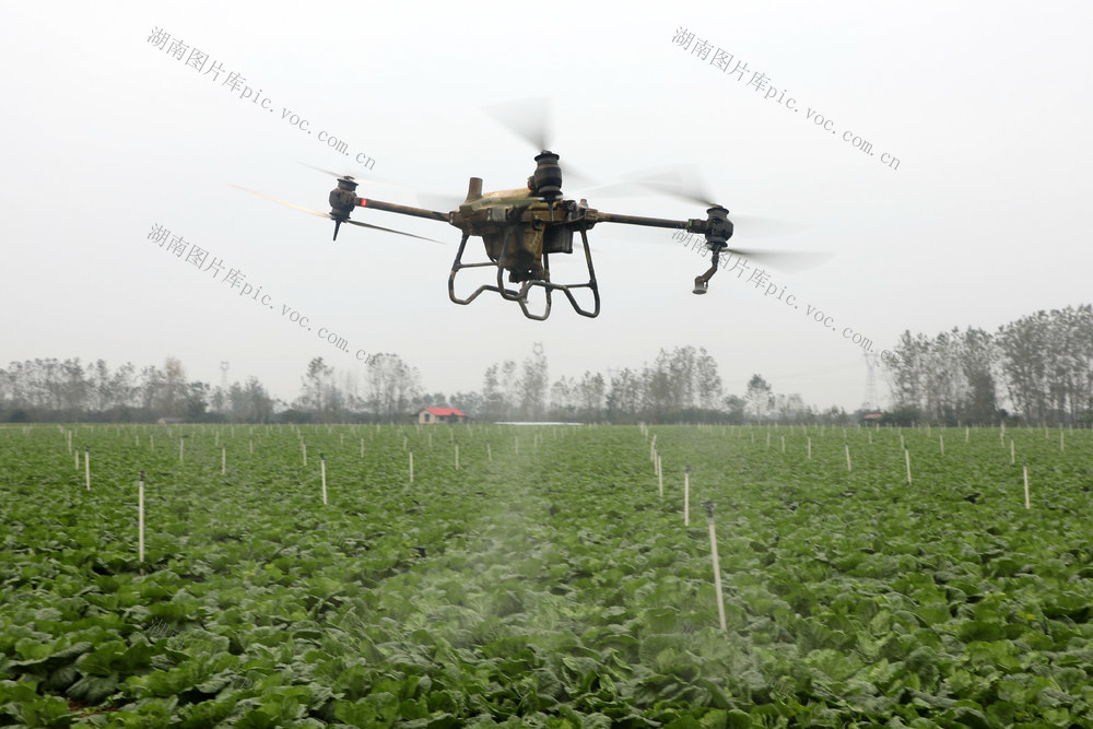 种菜 新农人  乡村振兴