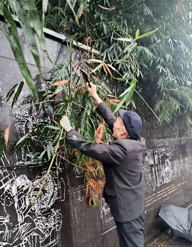 老人囗砍掸囗小竹囗枝条