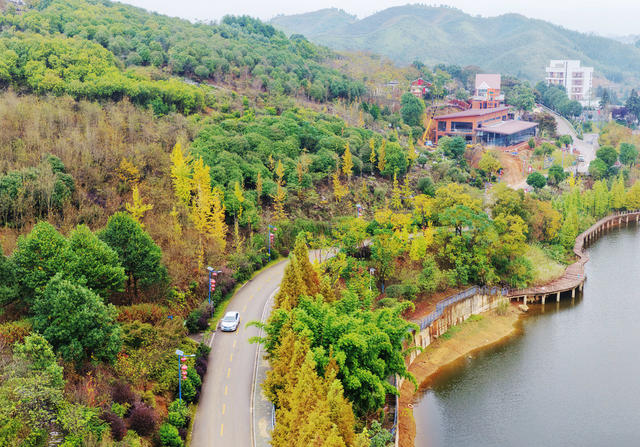 嘉禾：银杏黄  乡村美