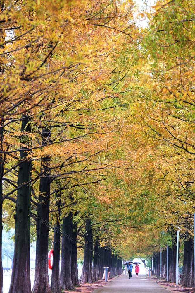 雨中游园韵味浓