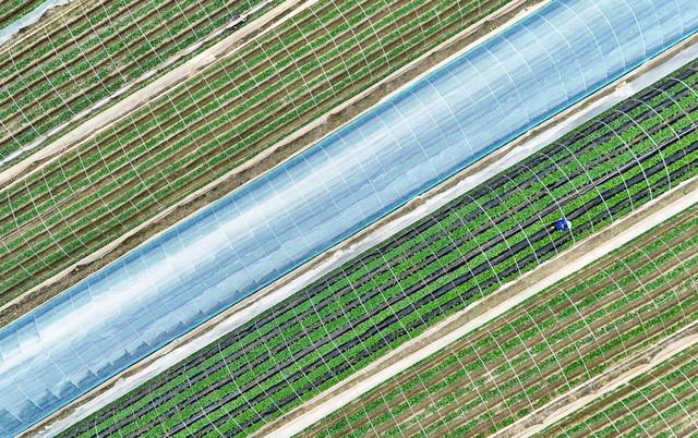 管护草莓保增收