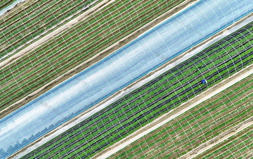 管护草莓保增收