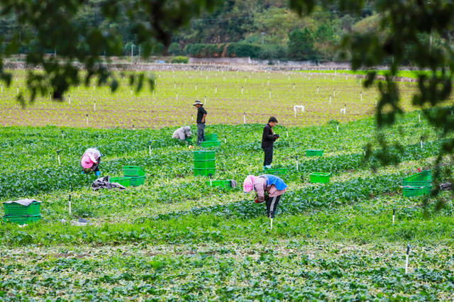 蔬菜  采收  供应  市场