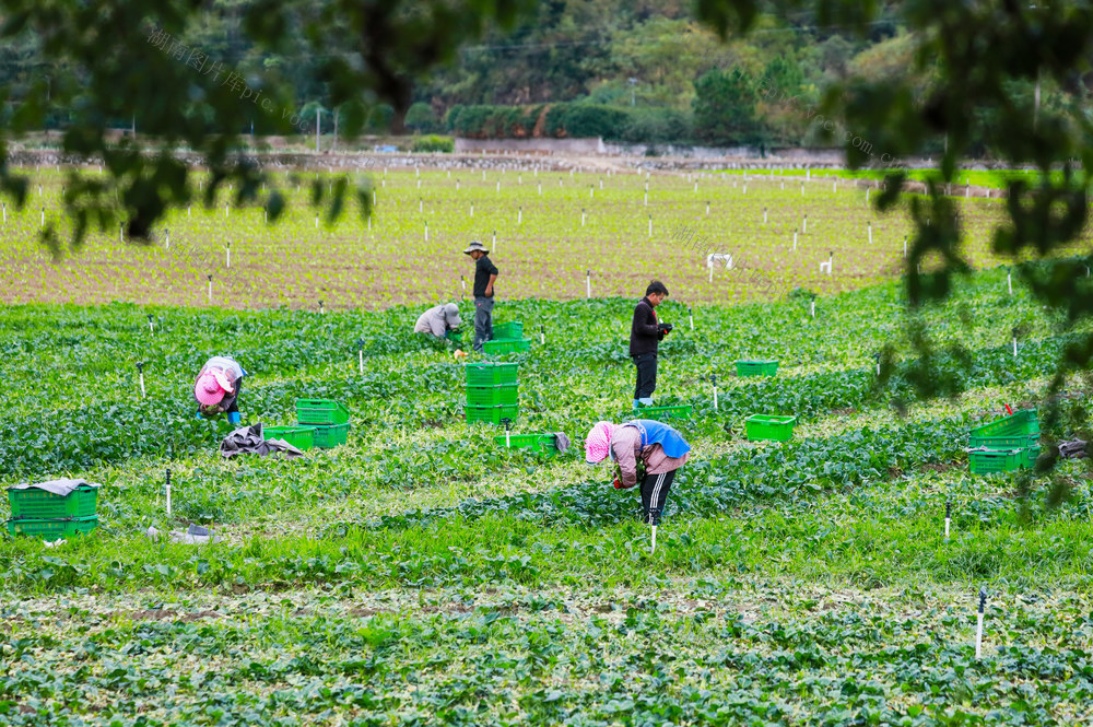 蔬菜  采收  供应  市场