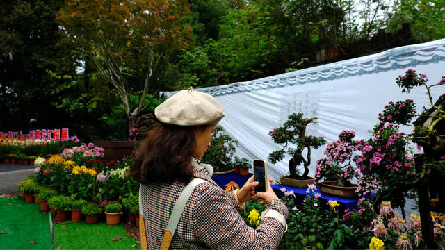 金秋菊韵 ，枫红麓山