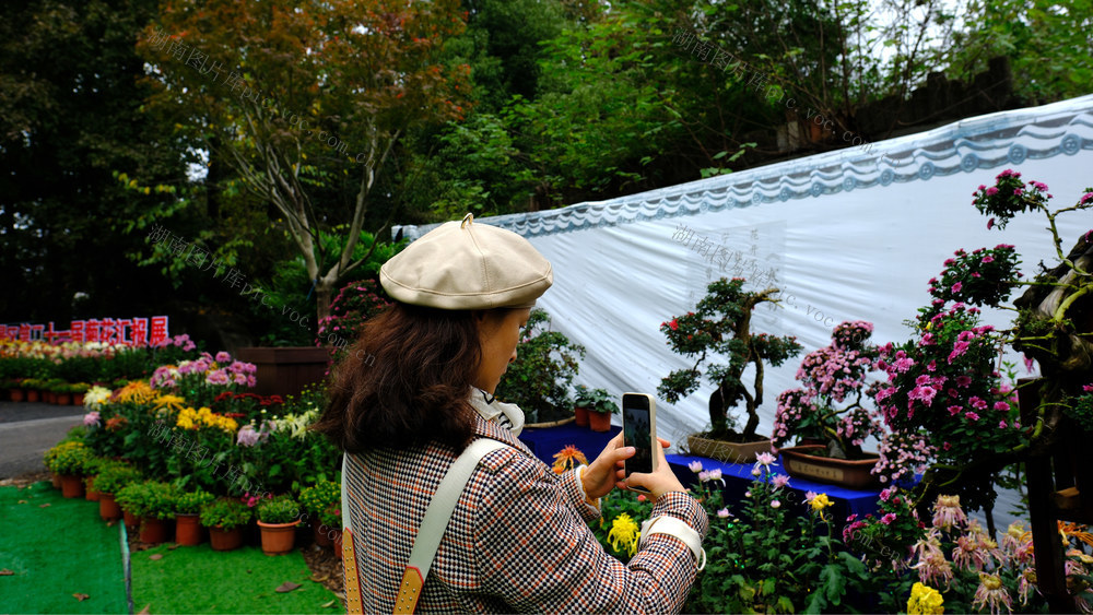 金秋菊韵 ，枫红麓山