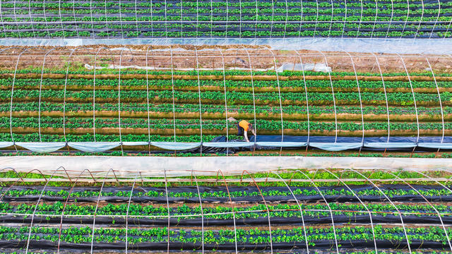 农业 水果 草莓 农事忙
