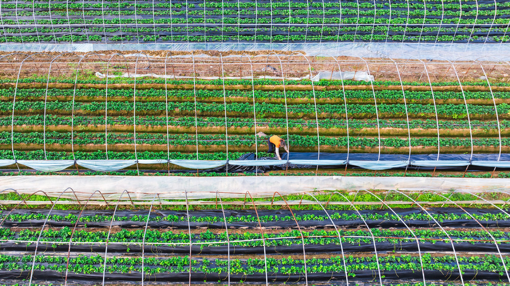 农业 水果 草莓 农事忙