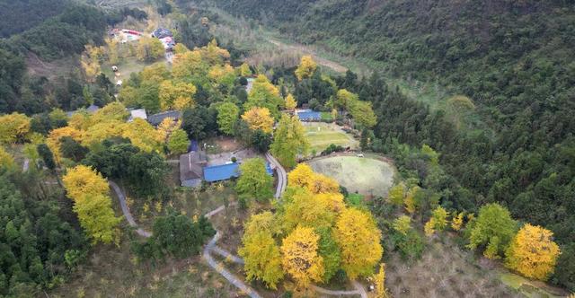 满城尽带黄金甲