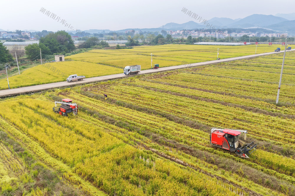 嘉禾：抢收晚稻
