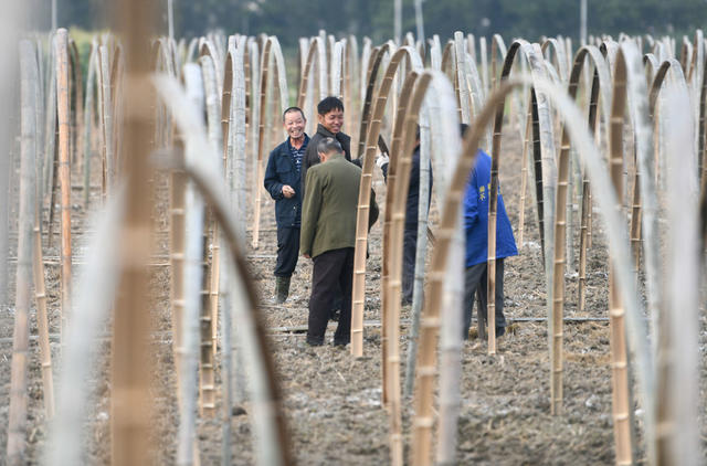 湖南道县：建大棚 促增收