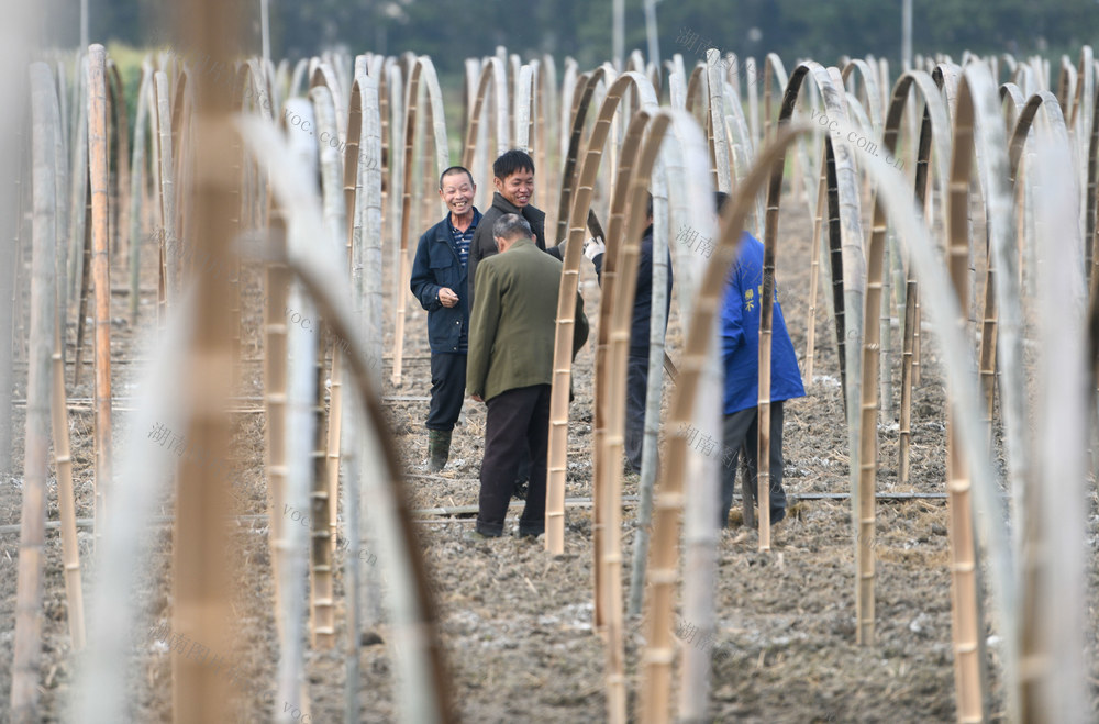 湖南道县：建大棚 促增收