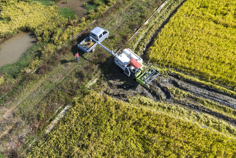 娄底 丰收 收割 晚稻 初冬 粮食
