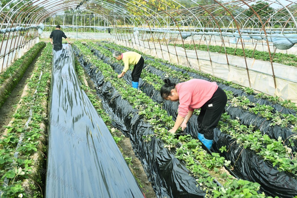   秋冬田间管理忙