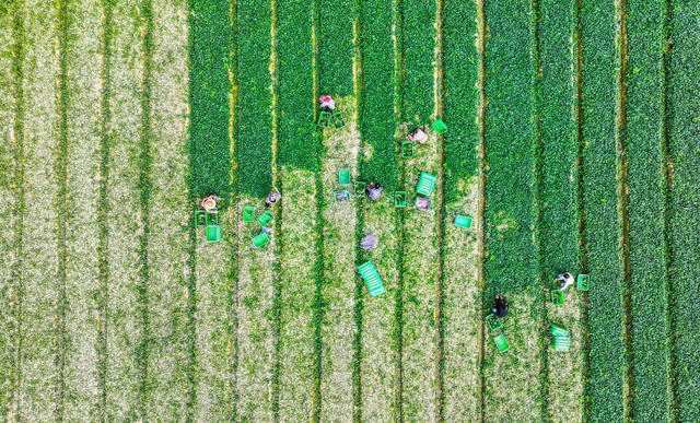 蔬菜  富硒   采收  增收