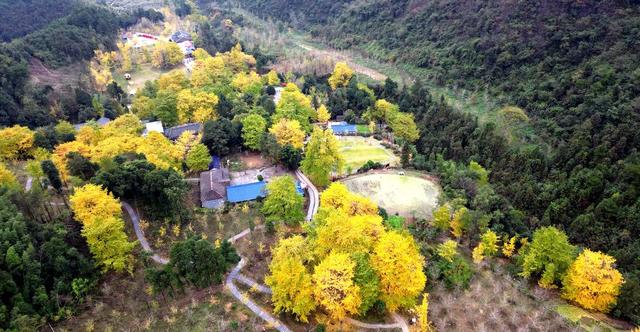 满城尽带黄金甲