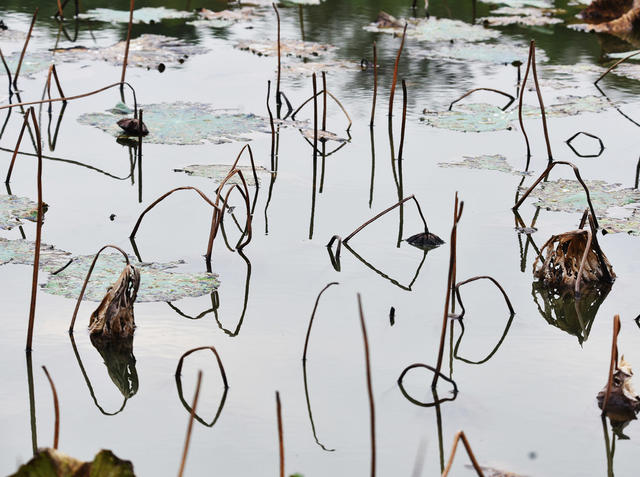 嘉禾：残荷别样美