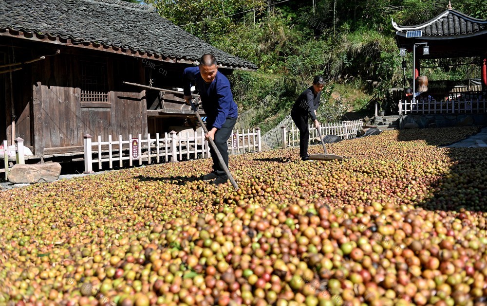 晾晒 油茶 果  产业 农村 山丘 生产 农民 服务 农业 产业链 种植业 林果 油茶果