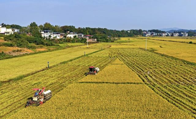 衡阳  常宁  村民  抢收  晚稻