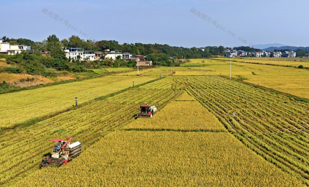衡阳  常宁  村民  抢收  晚稻