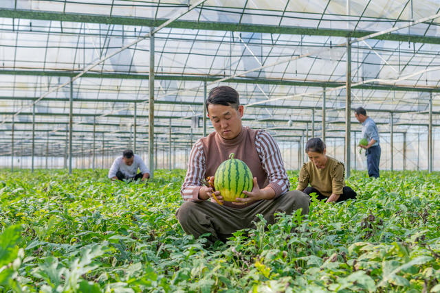 水稻育秧大棚  二次利用