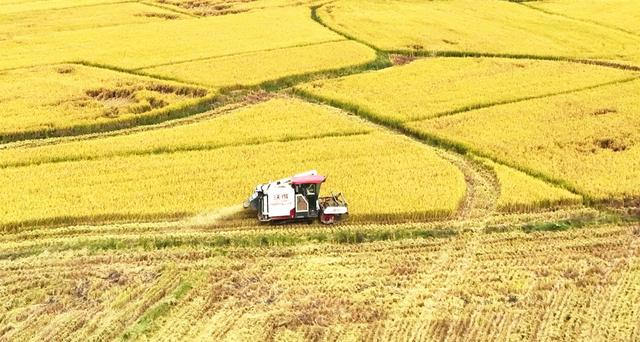   晚稻丰收收割忙     