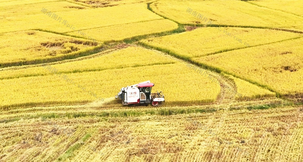   晚稻丰收收割忙     