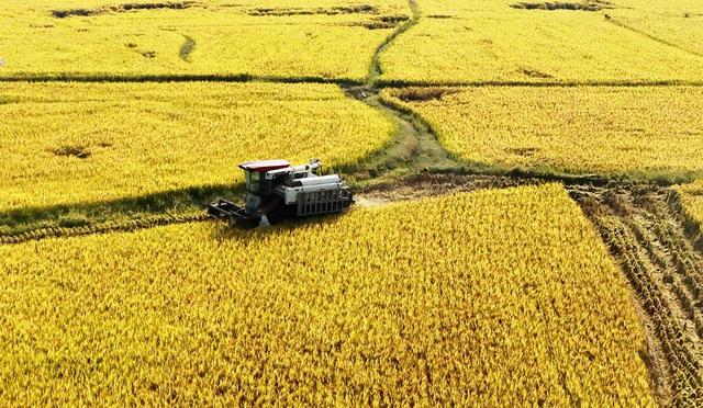  晚稻收割忙 