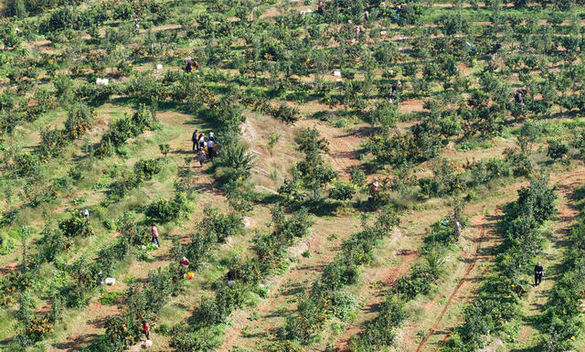 砂糖橘 采摘 市场 