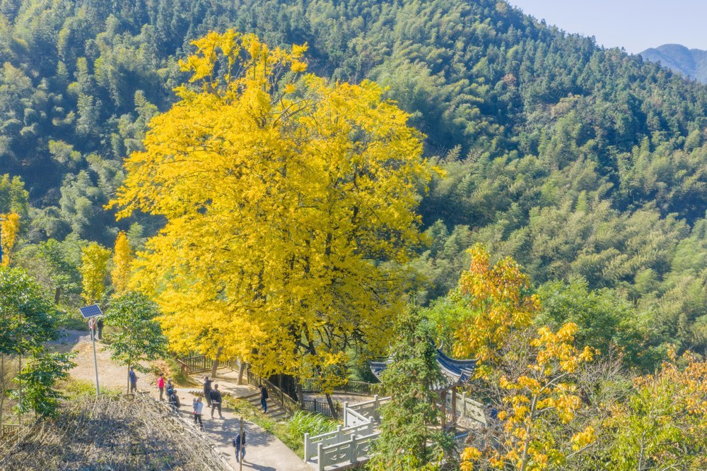自然  古树名木 银杏
