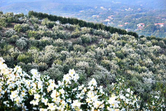 农业  种植业  油茶  盛花期