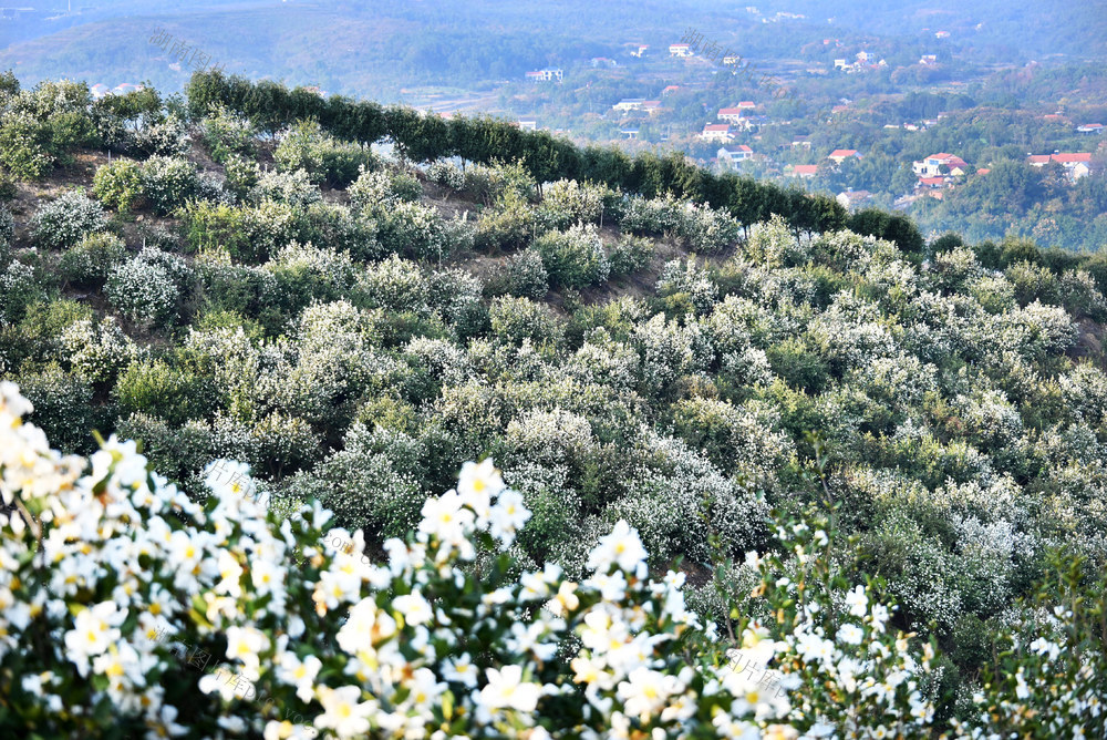 农业  种植业  油茶  盛花期