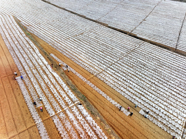 农业  种植业  中草药  白芷  农膜覆盖  保温保湿