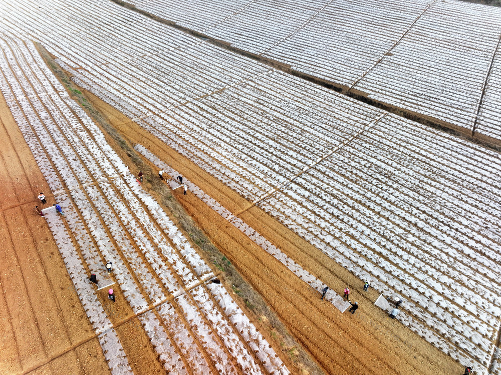 农业  种植业  中草药  白芷  农膜覆盖  保温保湿