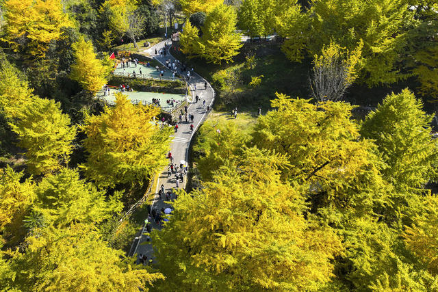 初冬景色  银杏  古银杏林