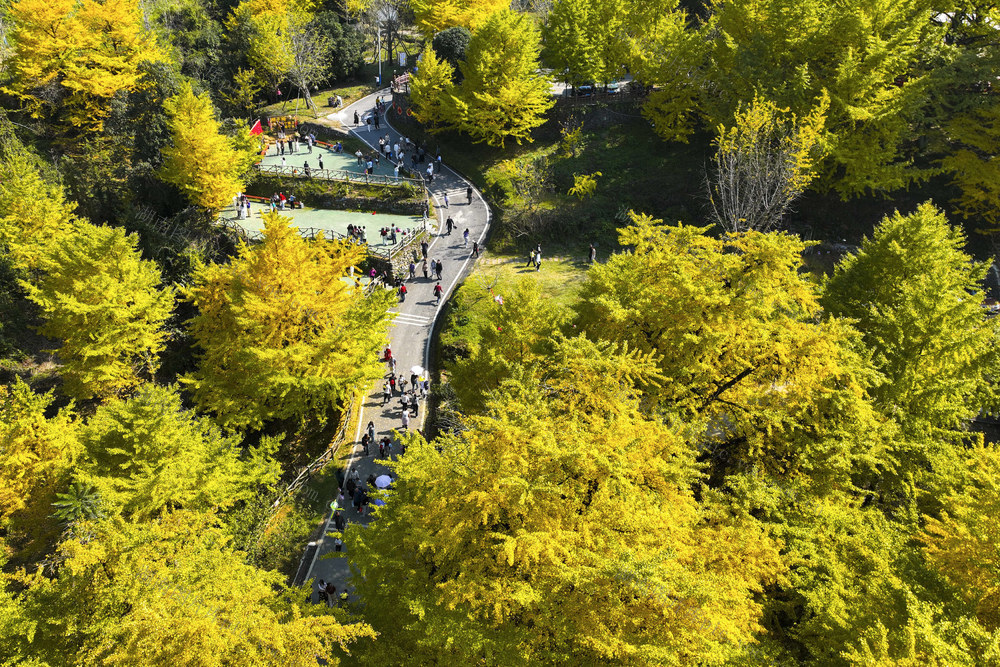 初冬景色  银杏  古银杏林