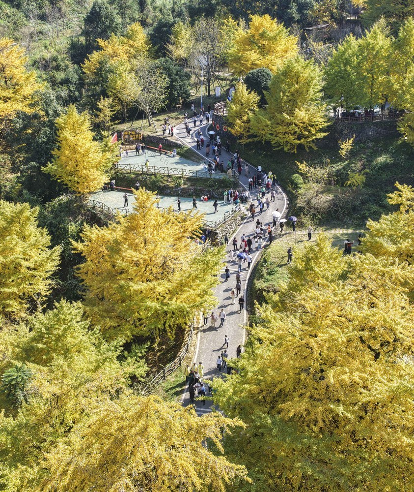 湖南双牌：银杏黄 醉游人