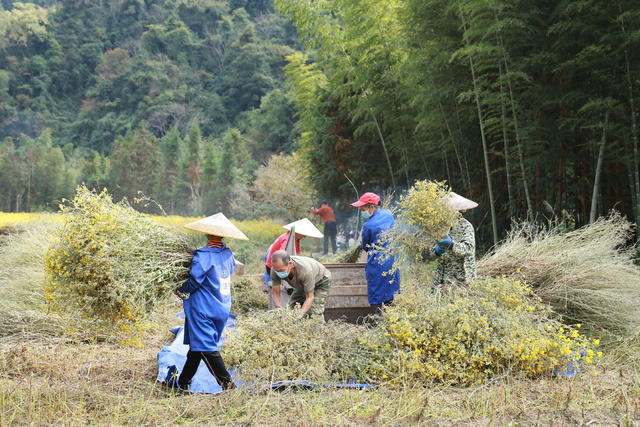 菊花 药材 野菊花 丰收 产业