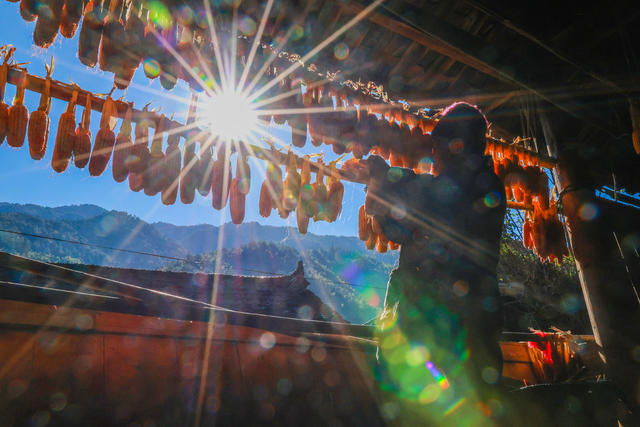 玉米 晾晒 丰收 晒玉米 产业