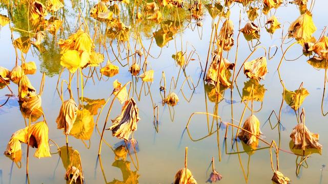 湖南  常宁  残荷  美景