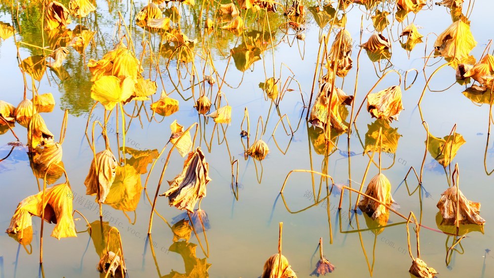 湖南  常宁  残荷  美景