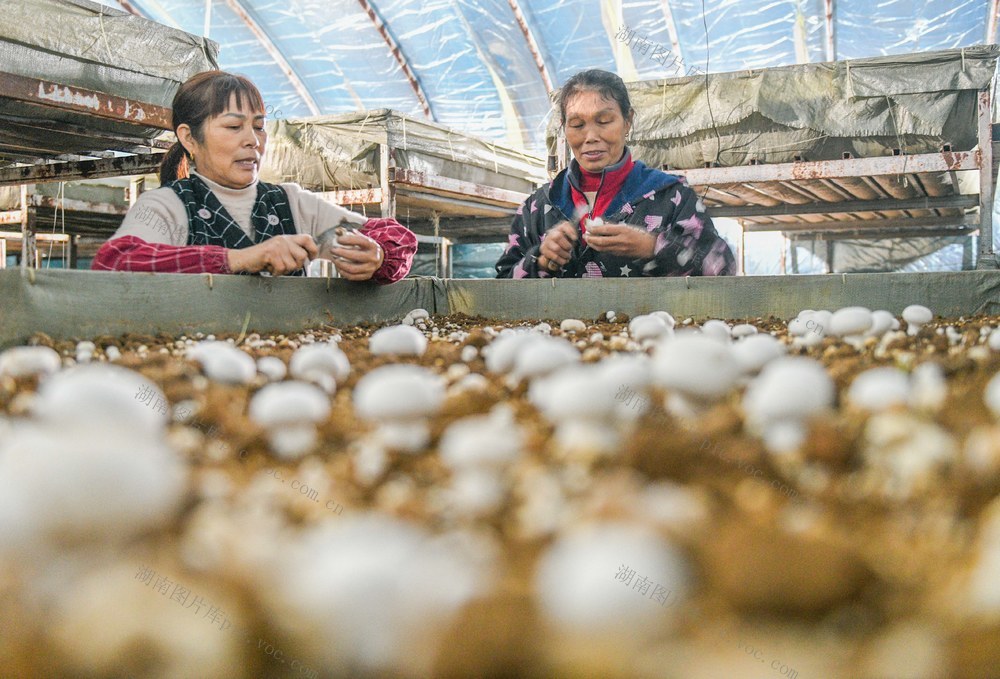 湖南道县：小蘑菇 大产业