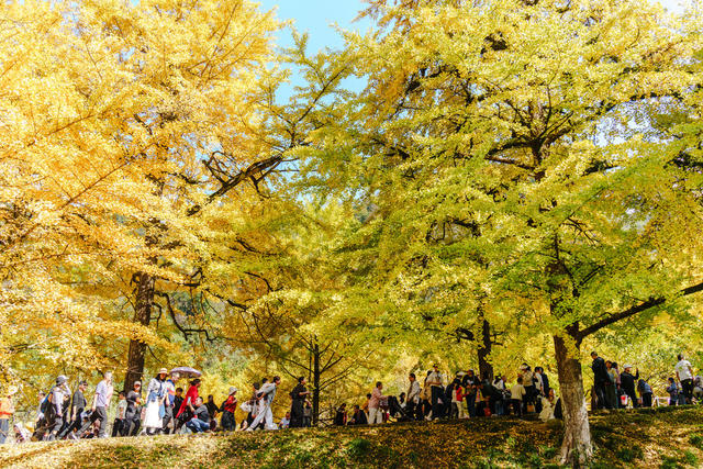 乡村游 银杏黄 古树 冬日美景