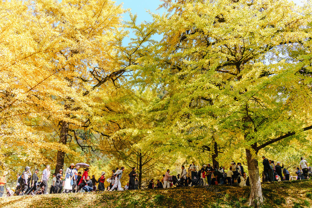 乡村游 银杏黄 古树 冬日美景