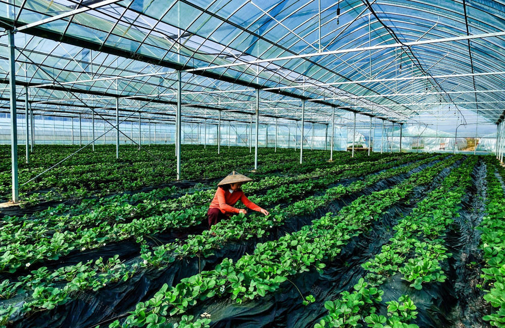 草莓产业助农增收