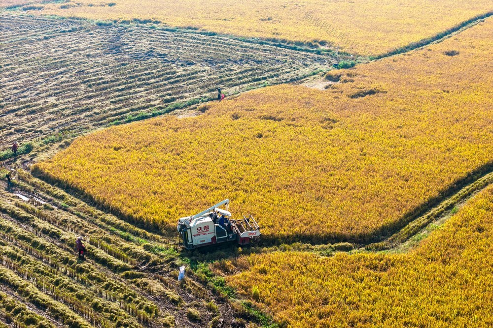 粮食生产  晚稻  丰收  农机