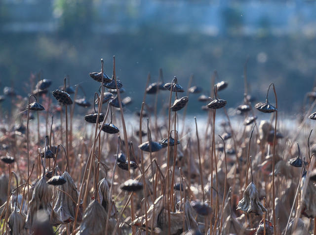 湖南道县：初冬残荷别样美