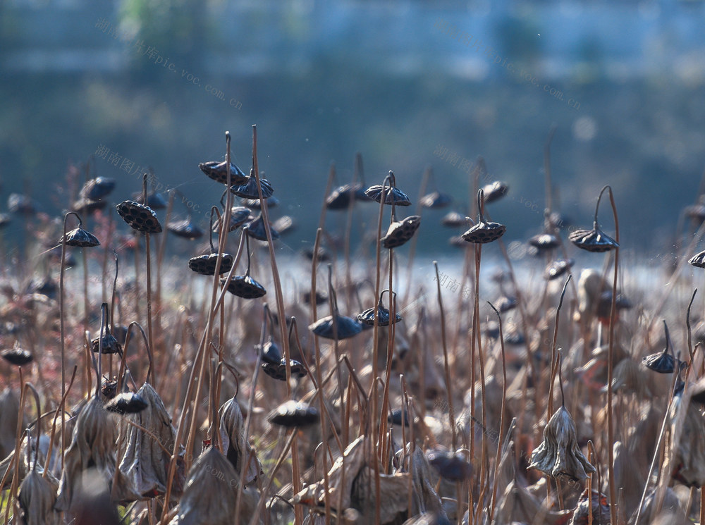 湖南道县：初冬残荷别样美