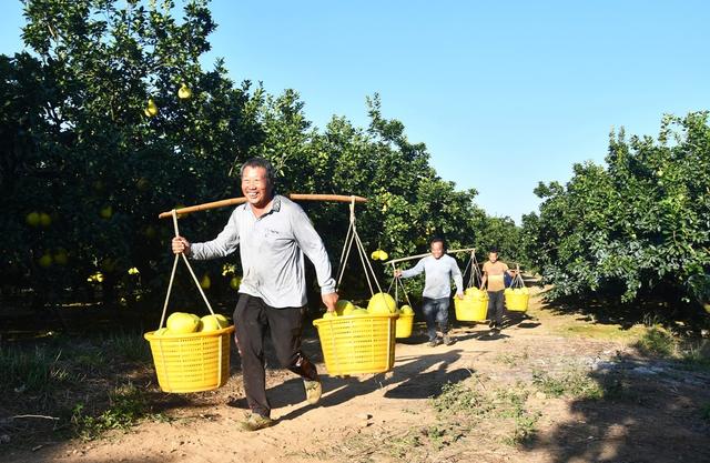   “柚”是丰收年