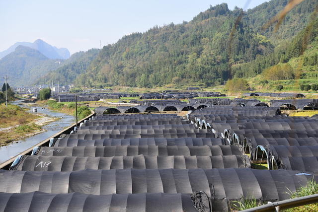 稻田 轮种 羊肚菌